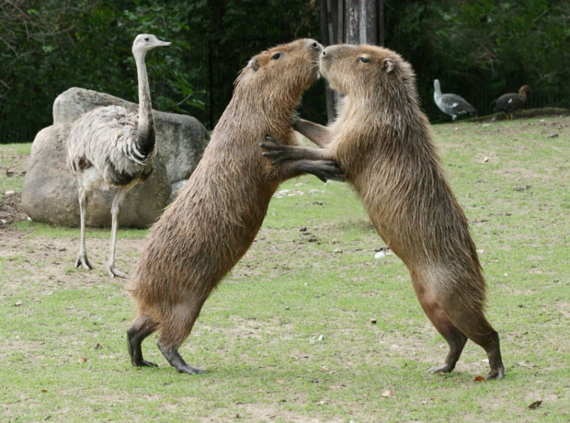 Kapybara