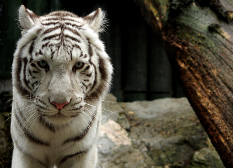 Zoologická zahrada Liberec