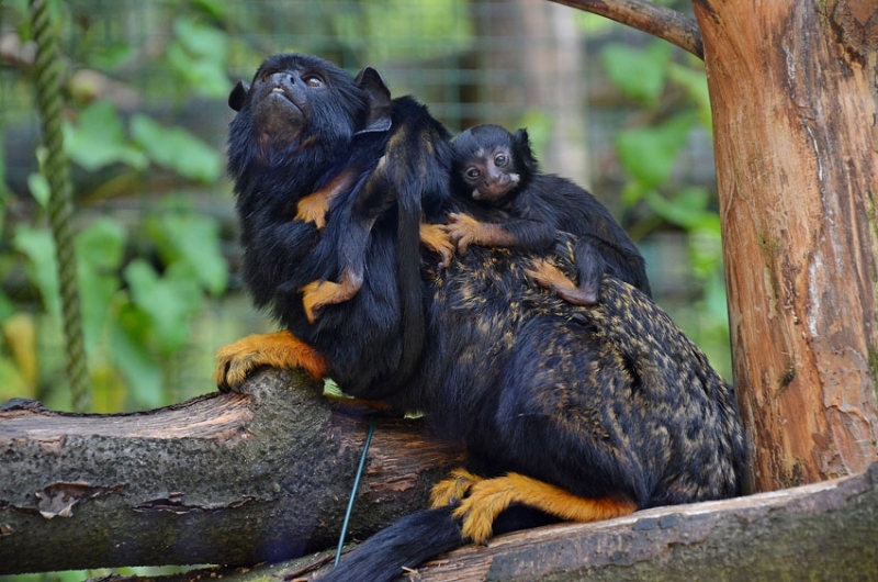 Zoo Děčín-Tamarýn žlutoruký