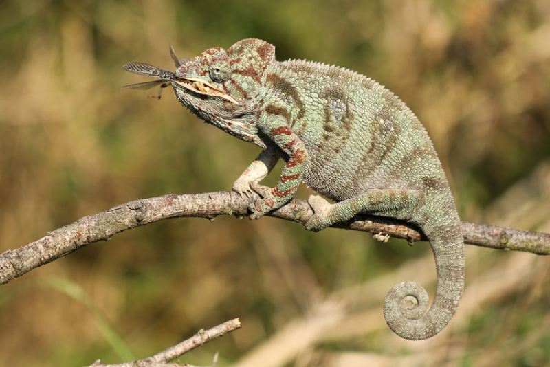 chameleon